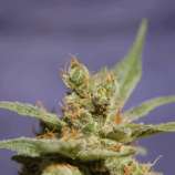 Sagarmatha Seeds Rhode Island Skunk