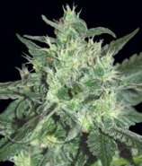 Samsara Seeds Spicy White Devil