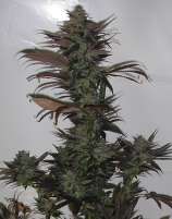 Secret Valley Seeds Northern Flame