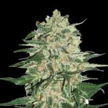 SeedStockers Big Bud