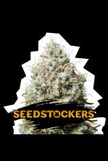 SeedStockers Jack Herer