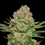 SeedStockers White Widow Autoflower