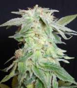 Seedism Seeds King Kush