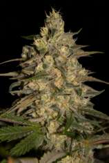 Seedmakers Seeds Silver Jack