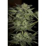 Seedsman Auto Blue