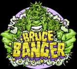 Seedsman Bruce Banger