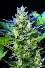 Seedsman Diesel Ryder