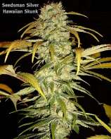 Seedsman Hawaiian Skunk