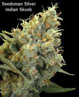 Seedsman Indian Skunk