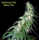 Seedsman Mama Thai