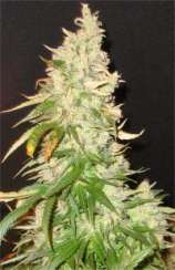 Seedsman Northern Soul