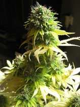 Seedsman Somango