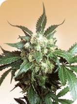 Sensi Seeds Black Domina