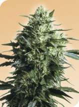 Sensi Seeds Mothers Finest