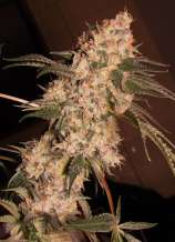 Silver River Seeds Star Power