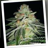 Sin City Seeds BlueLime Pie