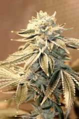 Sin City Seeds Blue Power