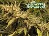 Smokingrower Green Dreams