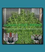 SnowHigh Seeds Afghani Street Sweeper