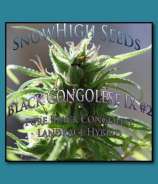 SnowHigh Seeds Black Congolese IX