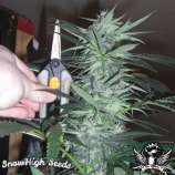 SnowHigh Seeds Blueberry Blast