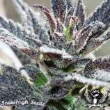 SnowHigh Seeds Electric Grape Punch