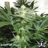 SnowHigh Seeds Golden Lei