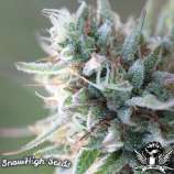 SnowHigh Seeds QuickSilver