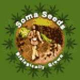 Soma Seeds Amethyst Bud