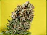 Soma Seeds G13 Haze Somativa