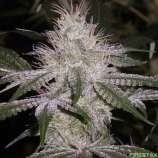 Space GenetiX Strawberry Glue