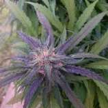 Sunleaf Seed Co RockyMountainCookies BX