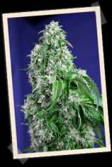 Sweet Seeds Big Devil F1 Fast Version