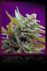 Sweet Seeds Black Jack Auto