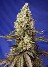 Sweet Seeds Runtz XL Auto