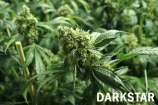 TH Seeds DarkStar