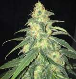 TH Seeds S.A.G.E. CBD