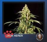 The Bulldog Seeds Jack Herer