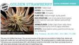 The Farm Genetics Golden Strawberry