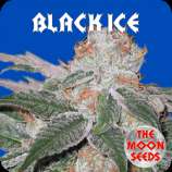 The Moon Seeds Black Ice