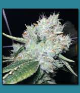 The Vault Seed Bank Skywalker OG on Fire