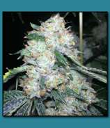 The Vault Seed Bank Triangle Kush on Fire