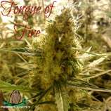 Third Eye Genetics Tongue of Fire