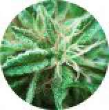 Top Tao Seeds Sativa Samadhi