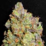 TreeTown Seeds Purple Afghani