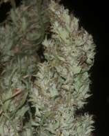 Treeology Genetics P.I.M. #1