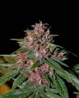 Tropical Seeds Company Bisho Purple