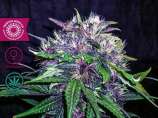 Tropical Seeds Company Red Afro