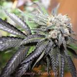 Twisty Seeds Bubba HD