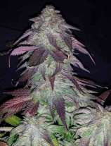United Cannabis Seeds Blackberry Kush